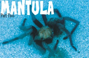 Mantula-2